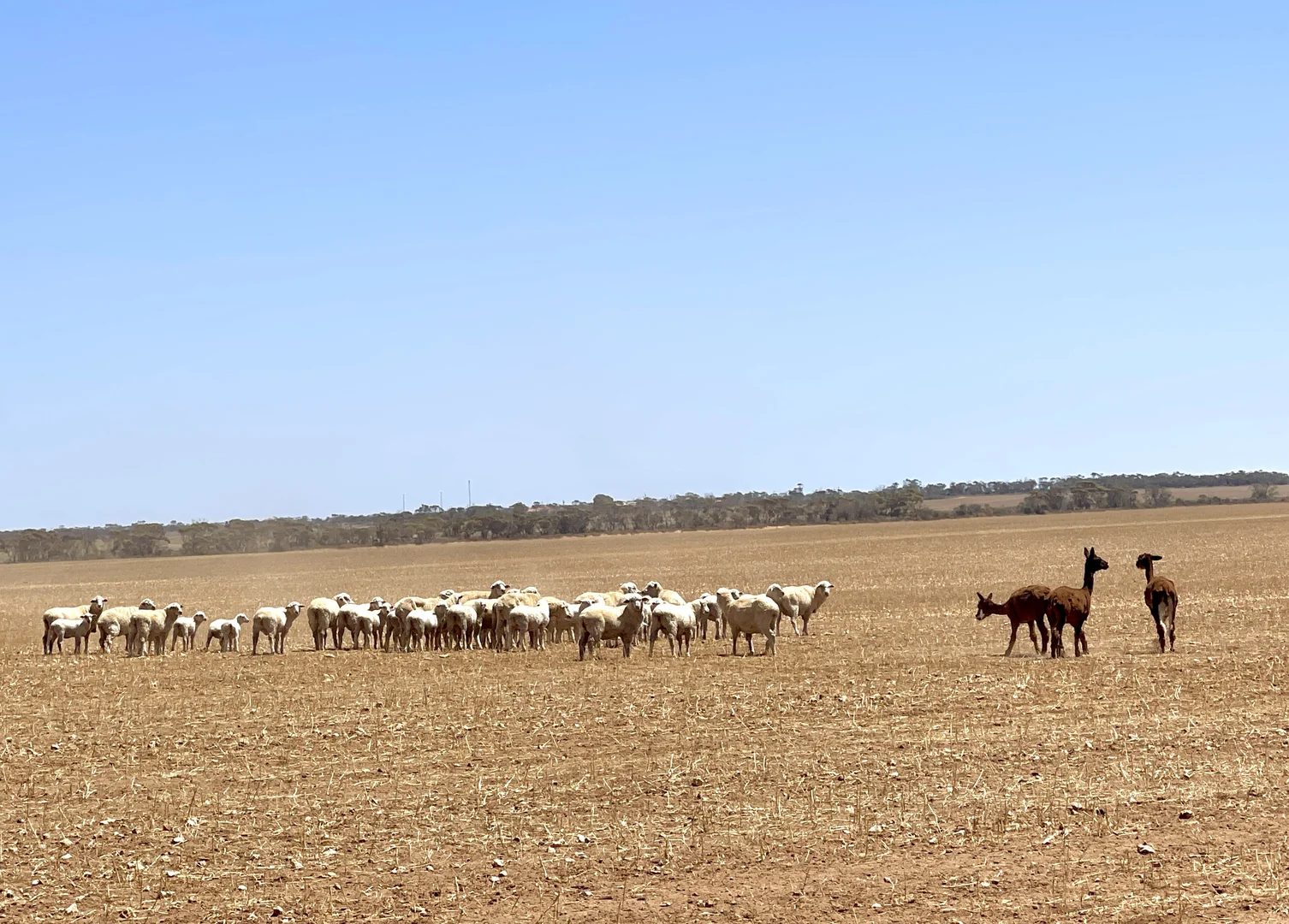 Additional image 3 of 1266 OTC Road, Wandana SA 5690