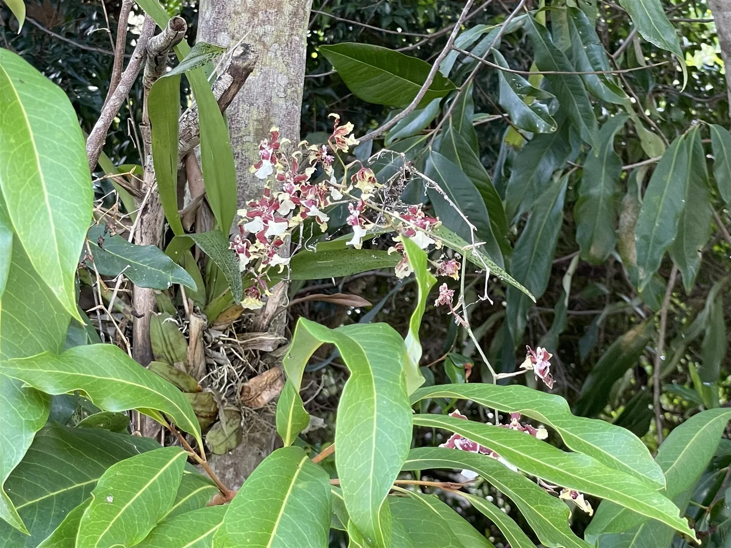 Additional image 39 of 27-29 Lyndhurst Terrace, Caboolture QLD 4510