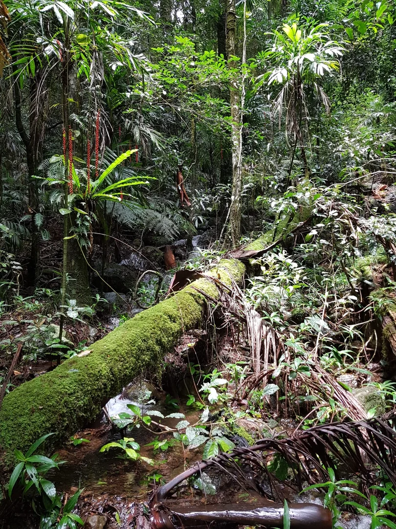 Additional image 26 of 162 Repeater Station Road, Springbrook QLD 4213