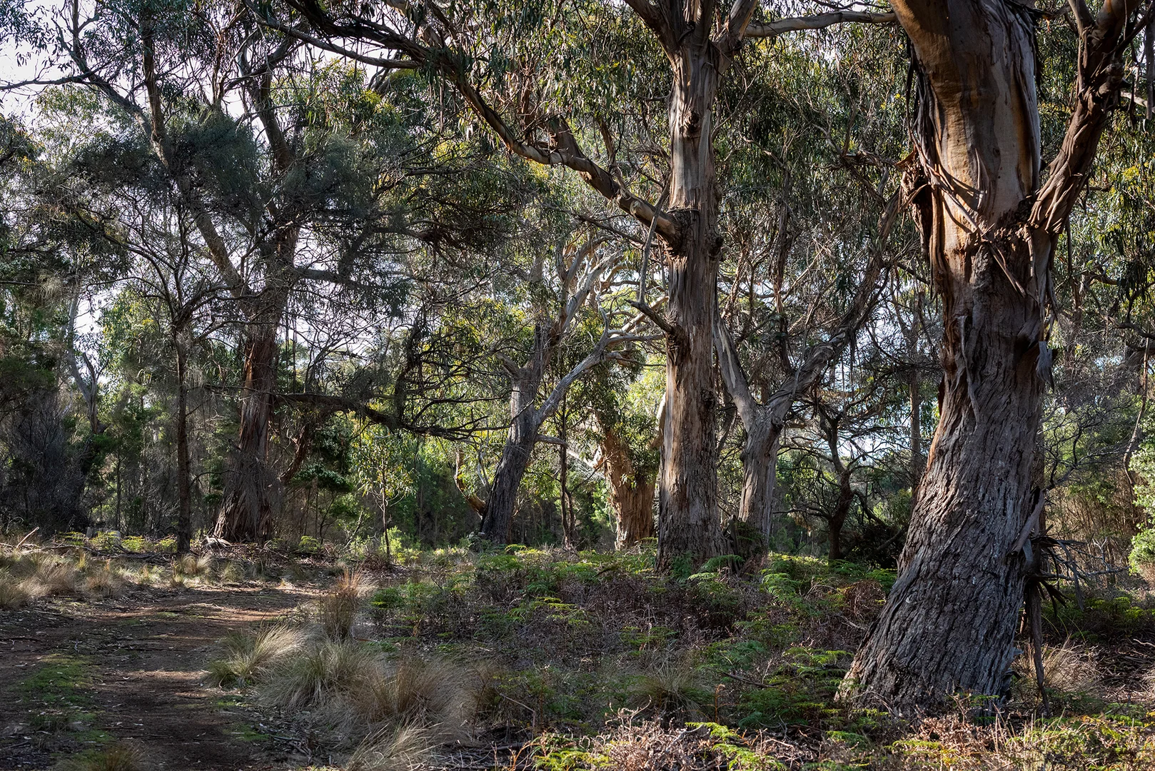 Additional image 18 of . Killiecrankie Road, Killiecrankie TAS 7255