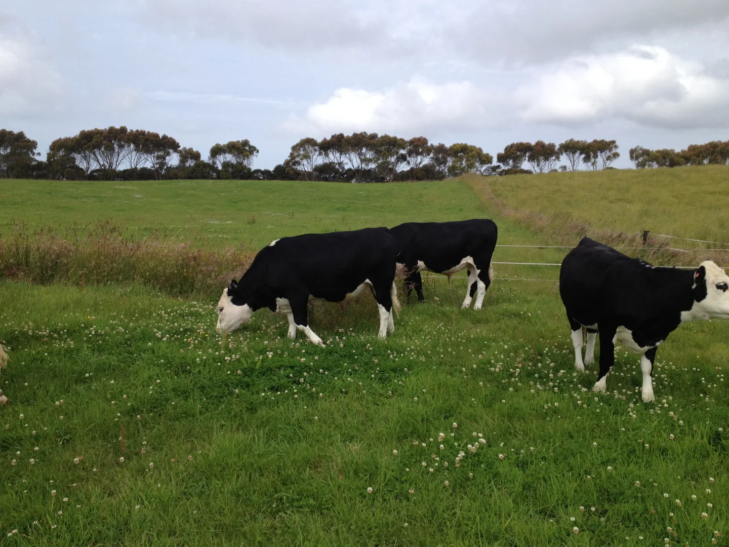 Additional image 17 of Cyathea Road, Forest TAS 7330