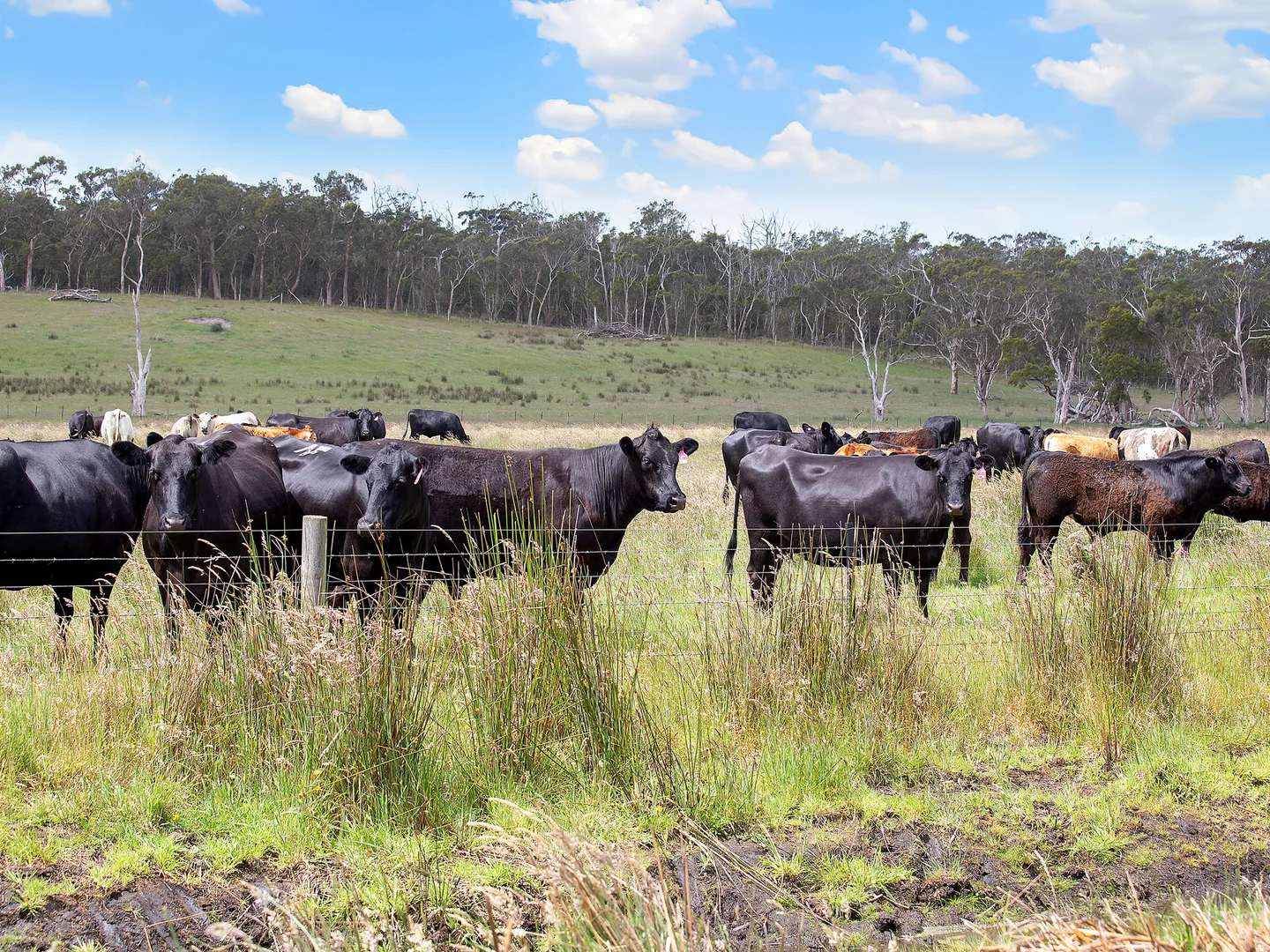 Additional image 14 of 931 Gorae Road, Gorae VIC 3305