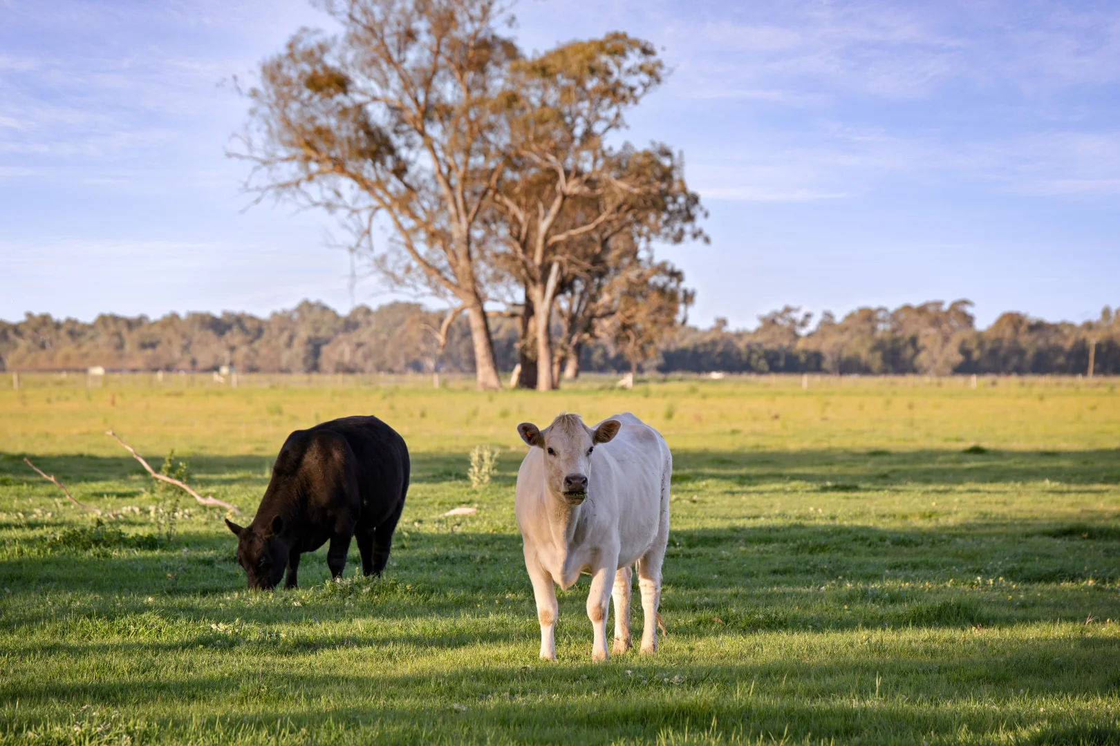 Additional image 23 of 617 Police Paddocks Rd, Carlyle VIC 3685