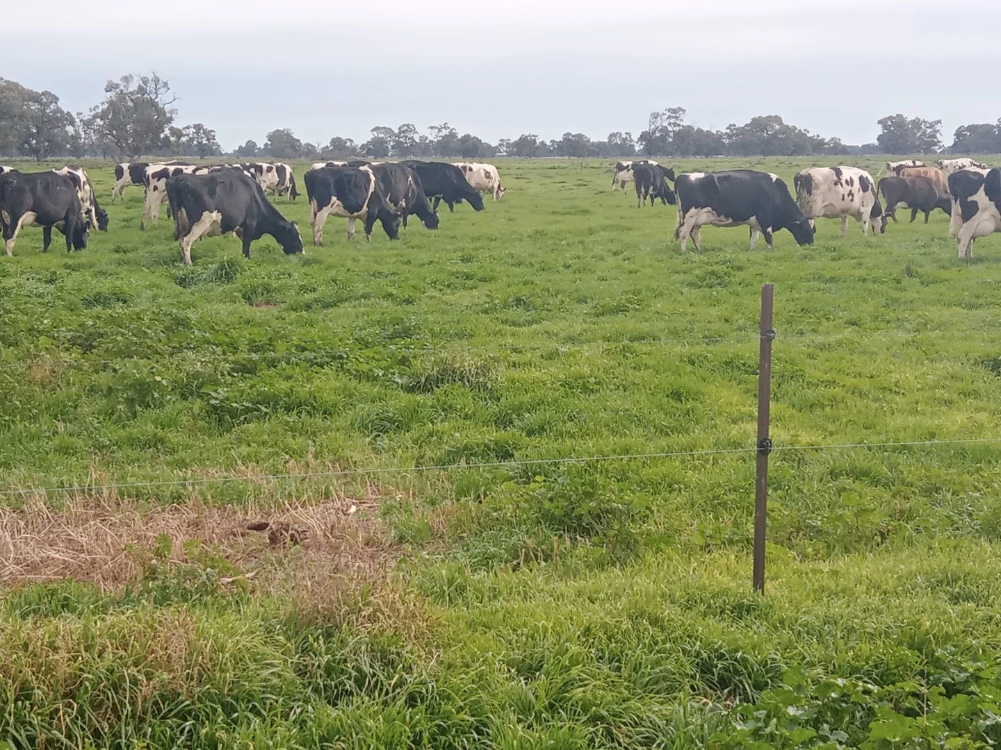 142 Walkers Lane, Barham NSW 2732