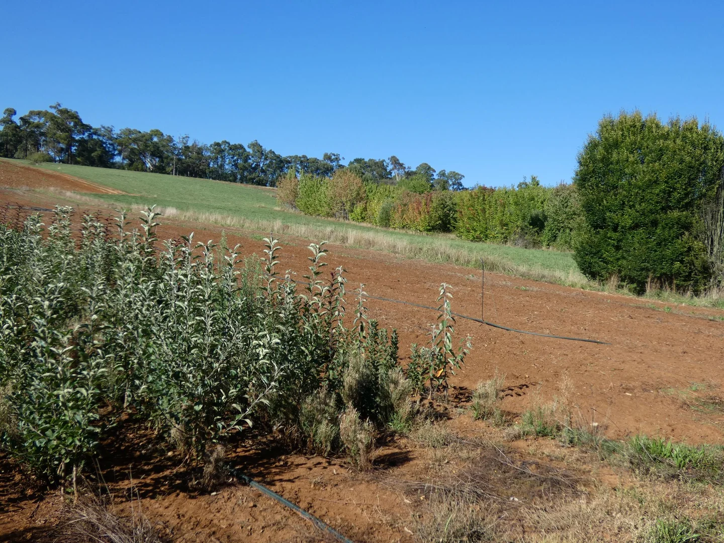 Additional image 8 of Lot 1/95 Macclesfield Road, Monbulk VIC 3793