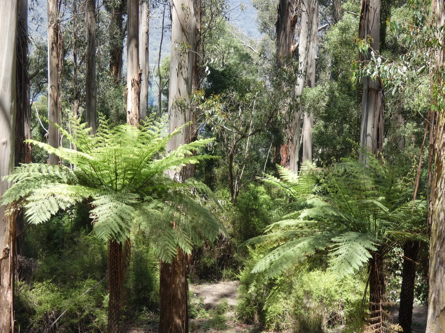 Additional image 4 of 120 Yuonga Road, Warburton VIC 3799