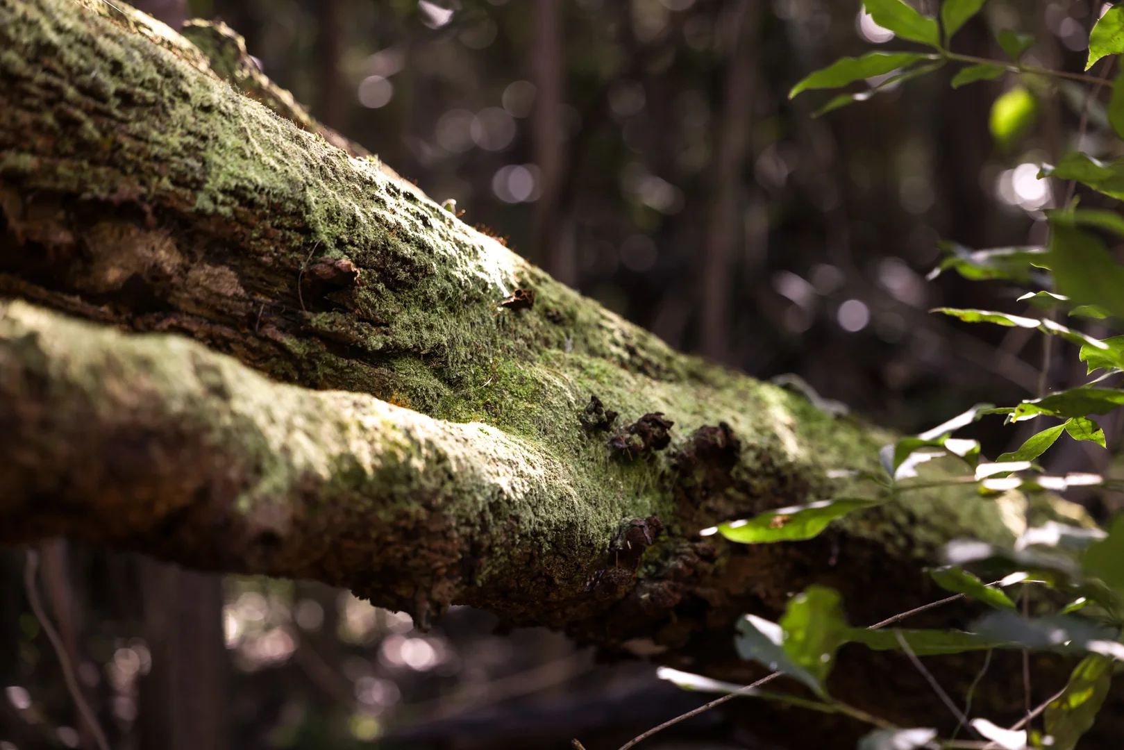 Additional image 2 of 3542 Nowendoc Road, Caffreys Flat NSW 2424