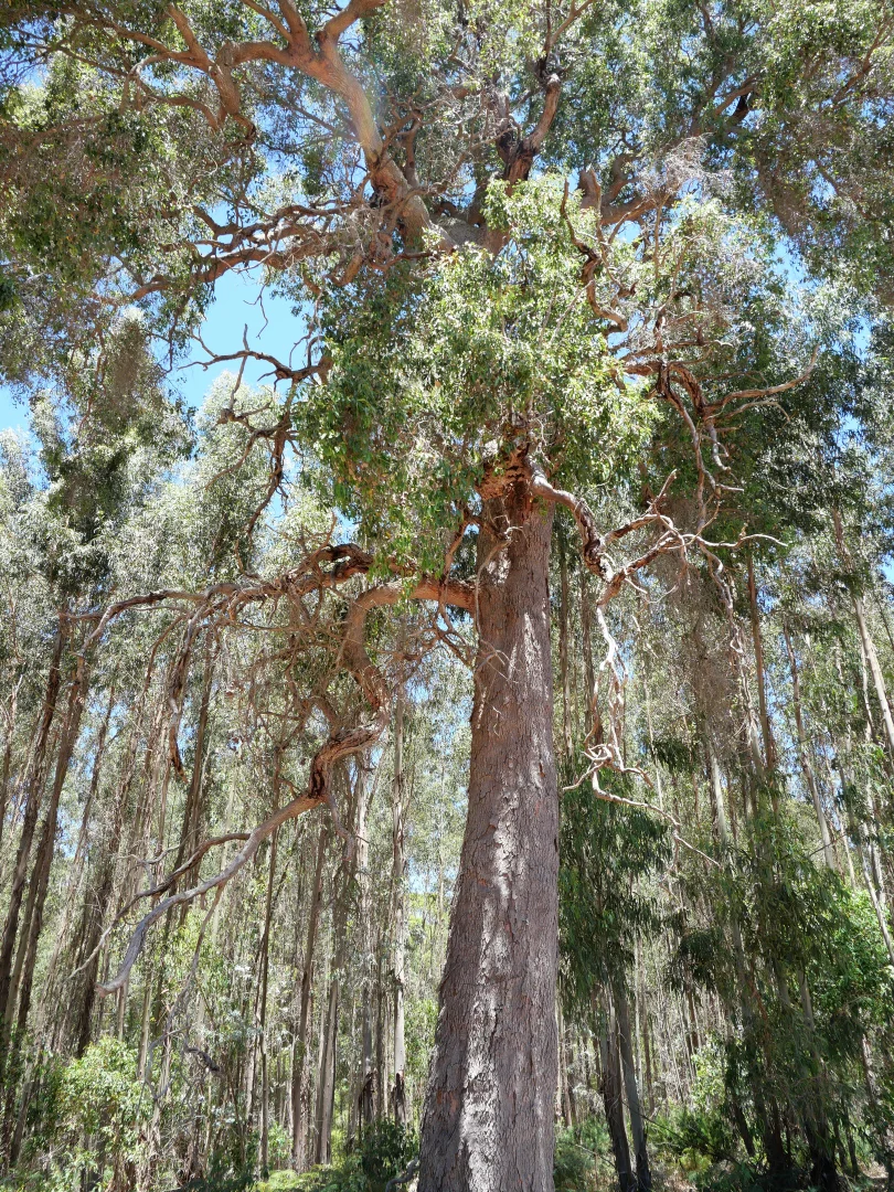 Additional image 14 of 61 Hayes Road, East Nannup WA 6275