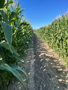 Additional image 21 of 'Kalawar' 1822 Pretty Pine Road, Morago NSW 2710