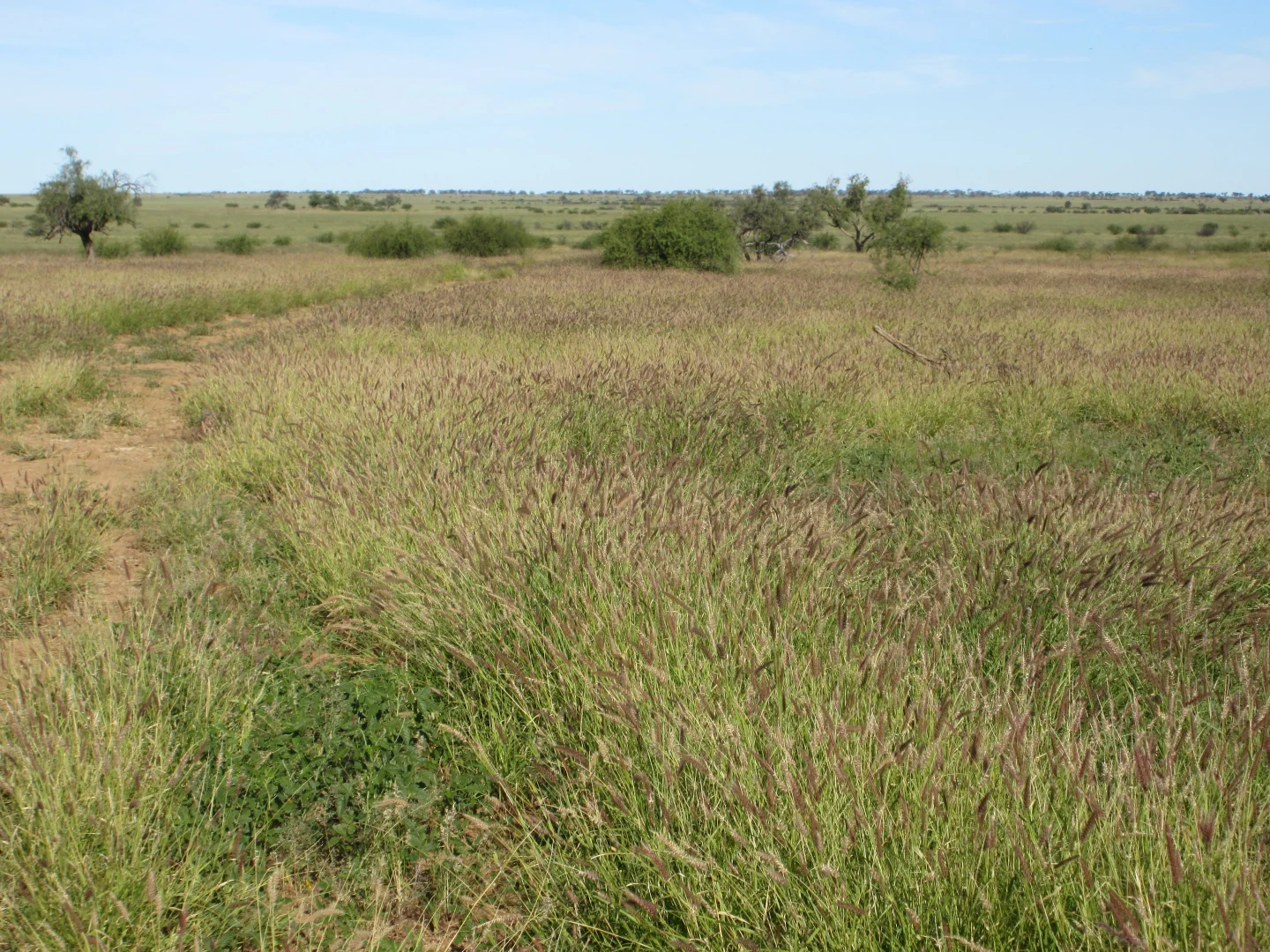 Additional image 6 of 715 Royston Lane, Longreach QLD 4730