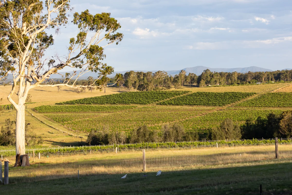 Additional image 25 of 353 Oakey Creek Road, Pokolbin NSW 2320