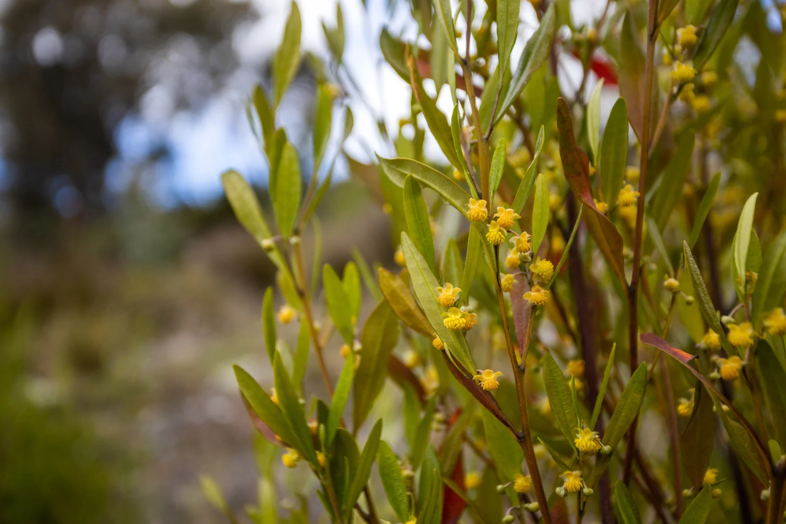 Additional image 11 of 199 Nelson Road, Mount Nelson TAS 7007
