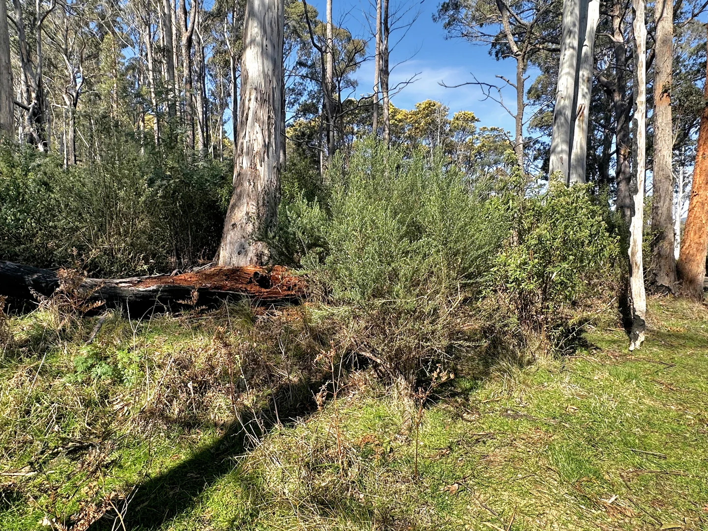 Additional image 3 of Lot 5 Gardiners Creek Road, St Marys TAS 7215