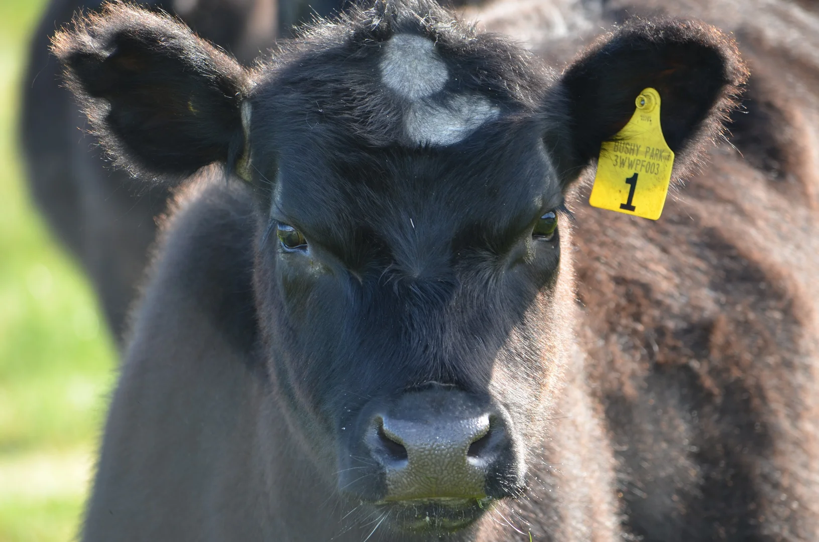 Additional image 4 of 5422 Clay Wells Road, Millicent SA 5280