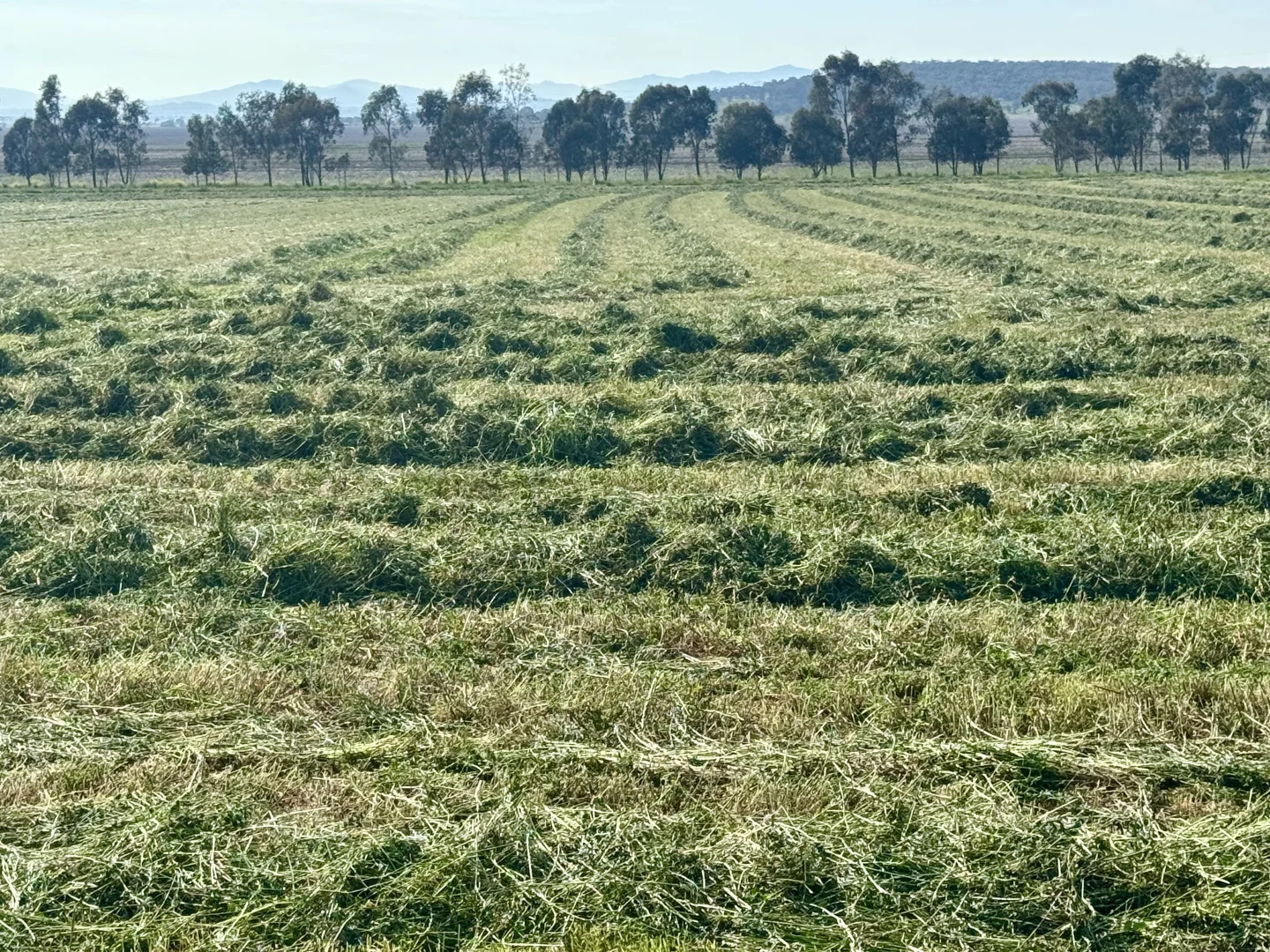 Additional image 6 of "Glenaladale" 167 Mooki Springs Road, Quirindi NSW 2343