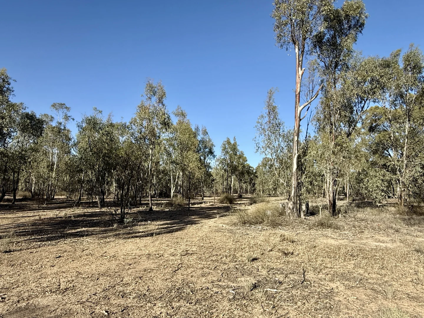 Additional image 8 of Lot 53 Old Deniliquin Road, Moama NSW 2731