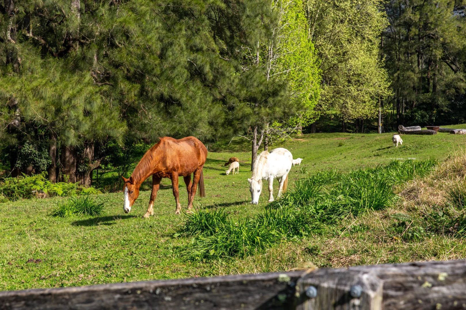 Additional image 37 of 910 Upper Kangaroo River Road, Kangaroo Valley NSW 2577