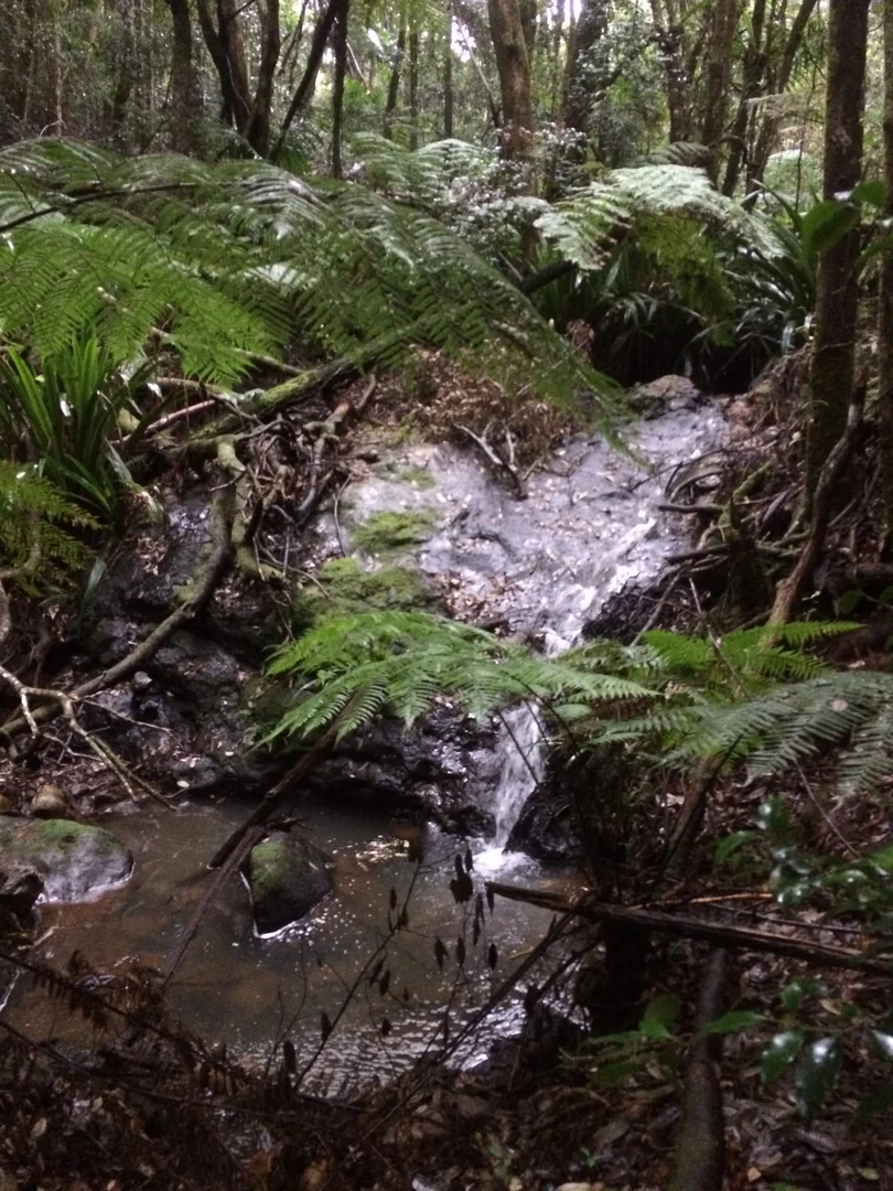 Additional image 31 of 162 Repeater Station Road, Springbrook QLD 4213