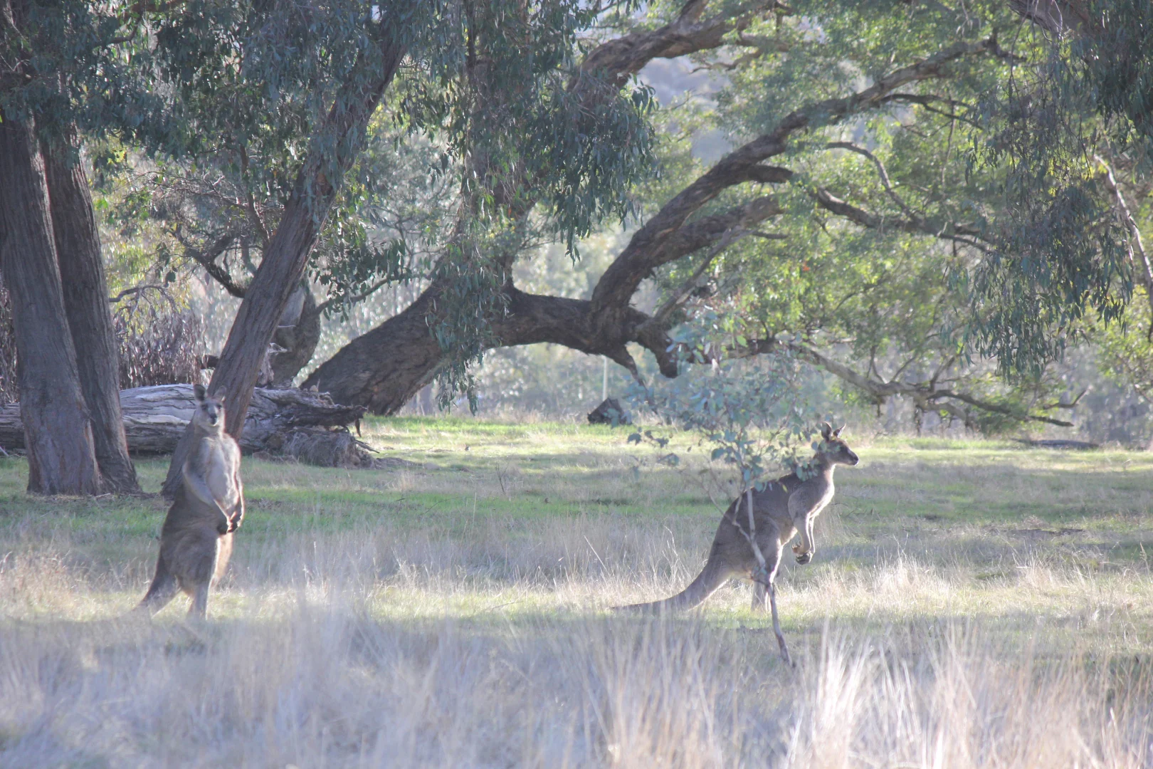 Additional image 9 of Lot 46 & 47 Pollards Road, Elphinstone VIC 3448