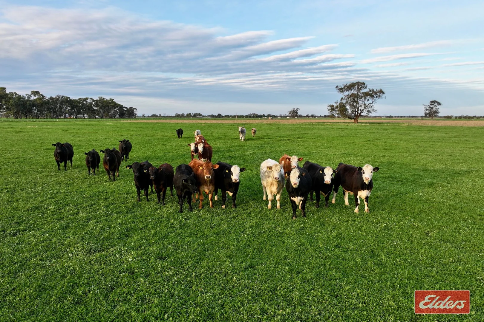 Additional image 15 of 821 Echuca West School Road, Echuca VIC 3564