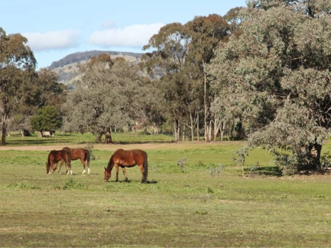 Additional image 5 of 73 Murray Street, Violet Town VIC 3669