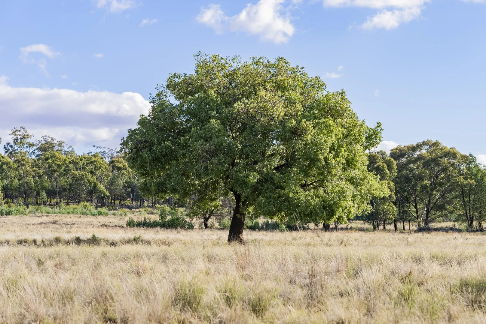 Additional image 13 of 431 The Springs Road, Rankins Springs NSW 2669