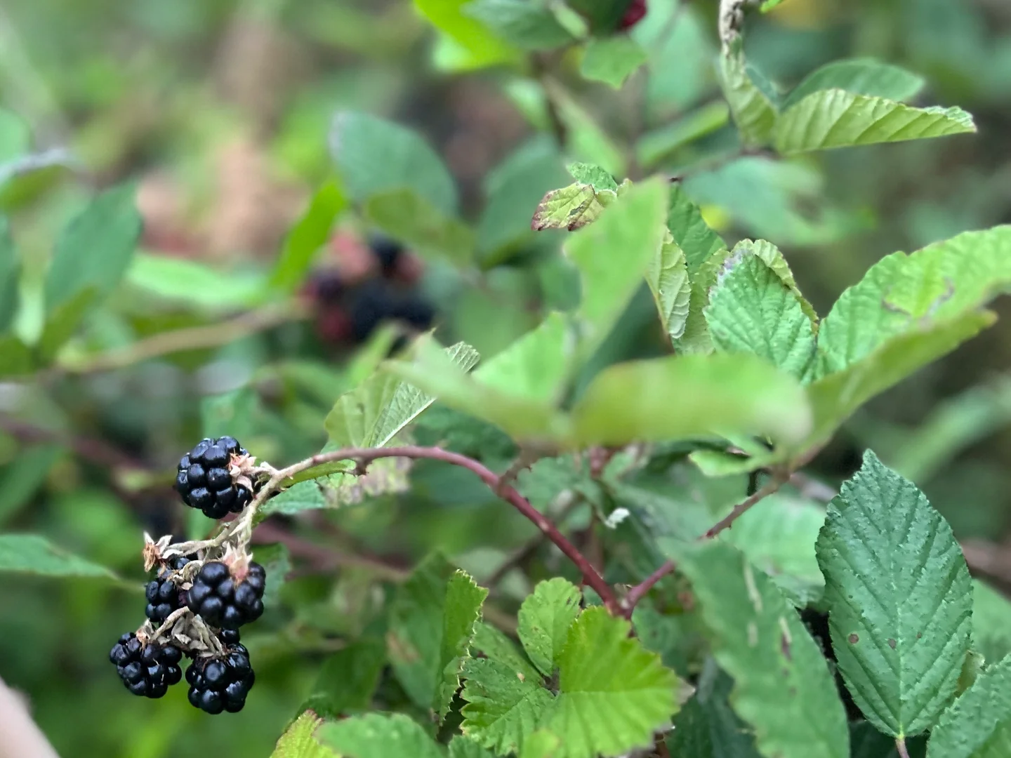 Additional image 28 of 249 Granite Belt Dve, Thulimbah QLD 4376