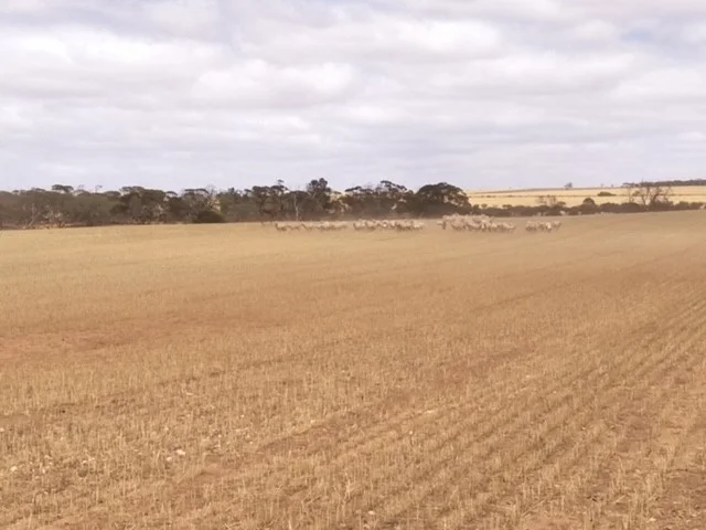 Additional image 42 of 2944 OTC Road, Wandana SA 5690