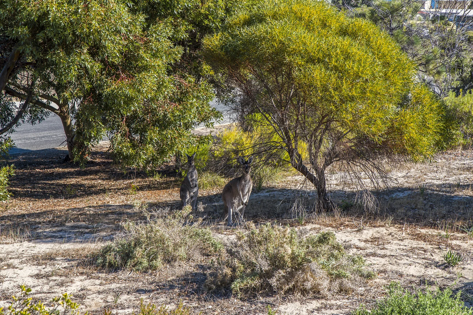 Additional image 27 of 1 Thomas Court, Seabird WA 6042