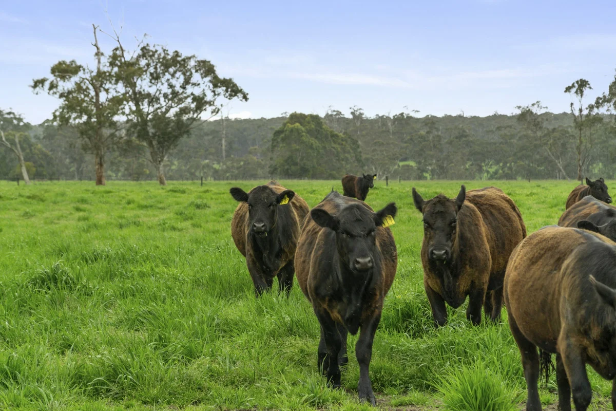 Additional image 9 of 101 Jancourt Forest Road, Carpendeit VIC 3260