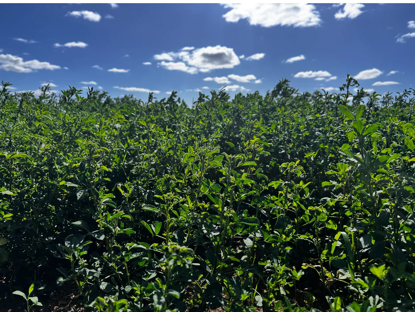 229 Elliots Lane, Forbes NSW 2871