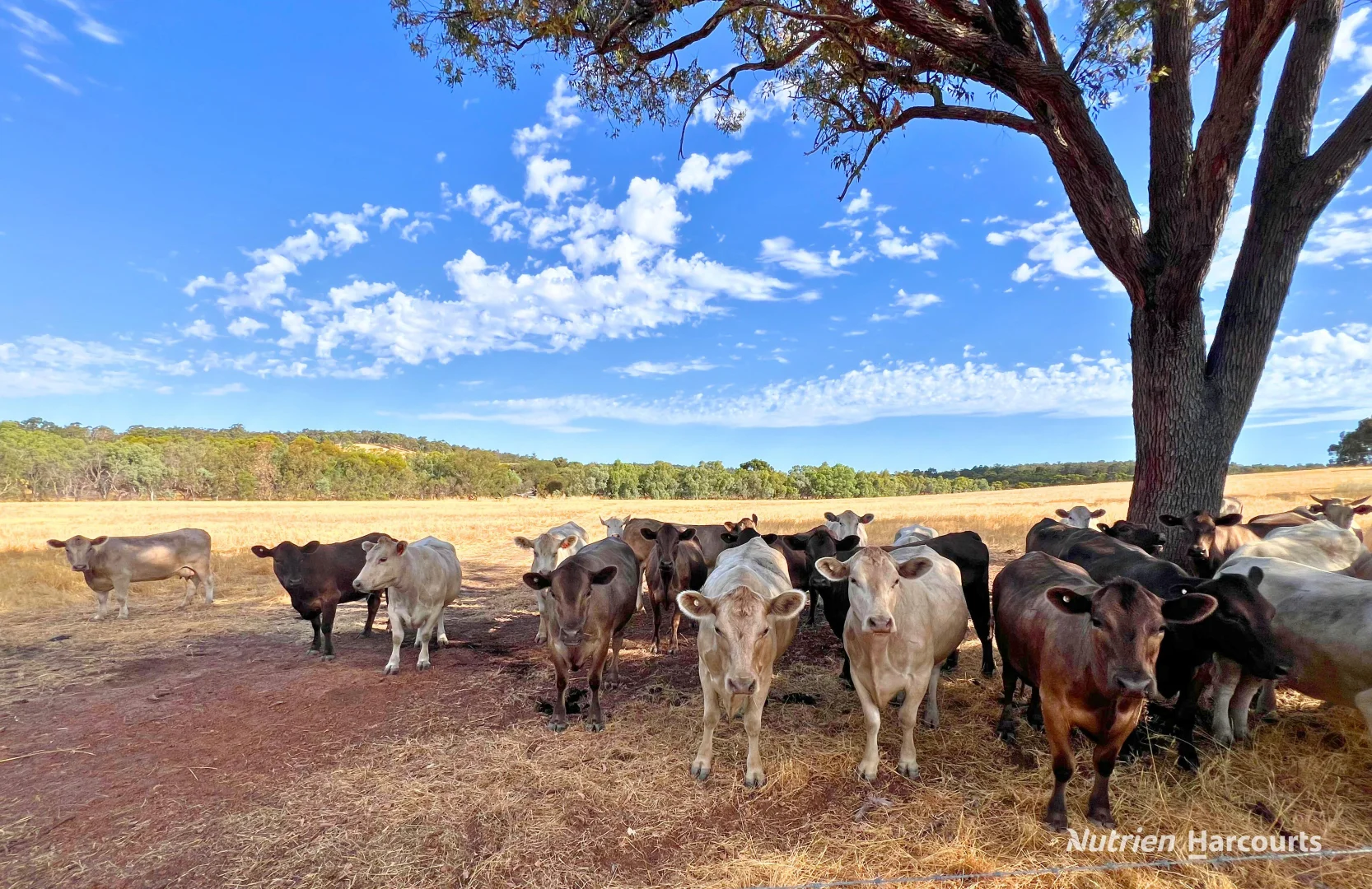 Additional image 16 of Copley WA 6562