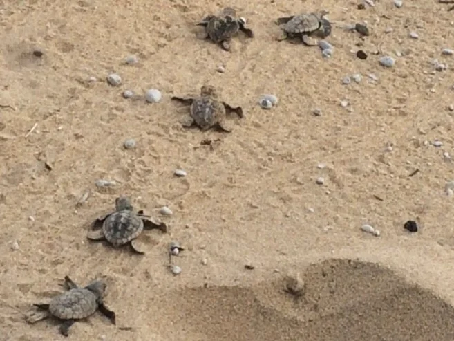 Additional image 25 of 5 Bloodwood Avenue North, Agnes Water QLD 4677