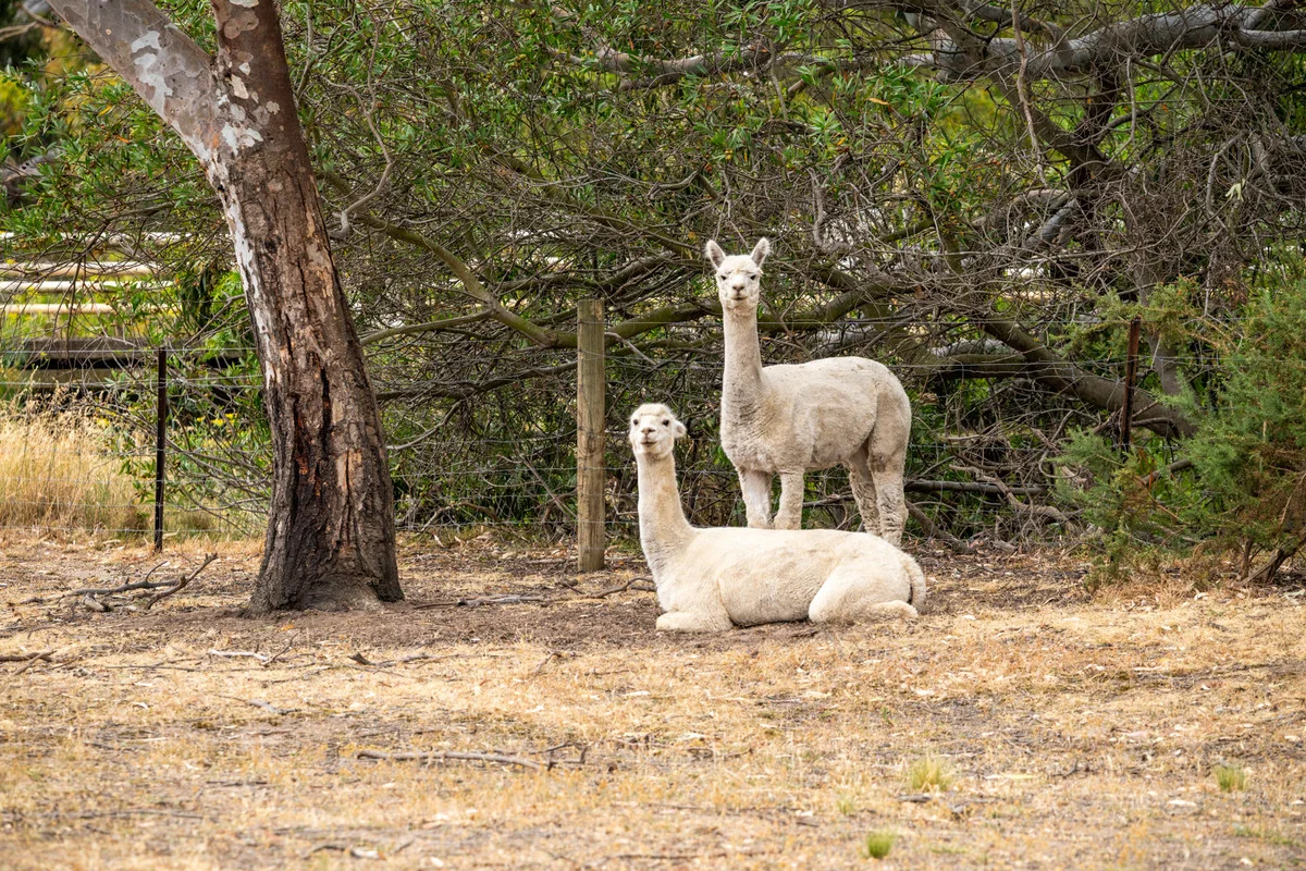 Additional image 14 of 852 Teesdale-Inverleigh Road, Teesdale VIC 3328