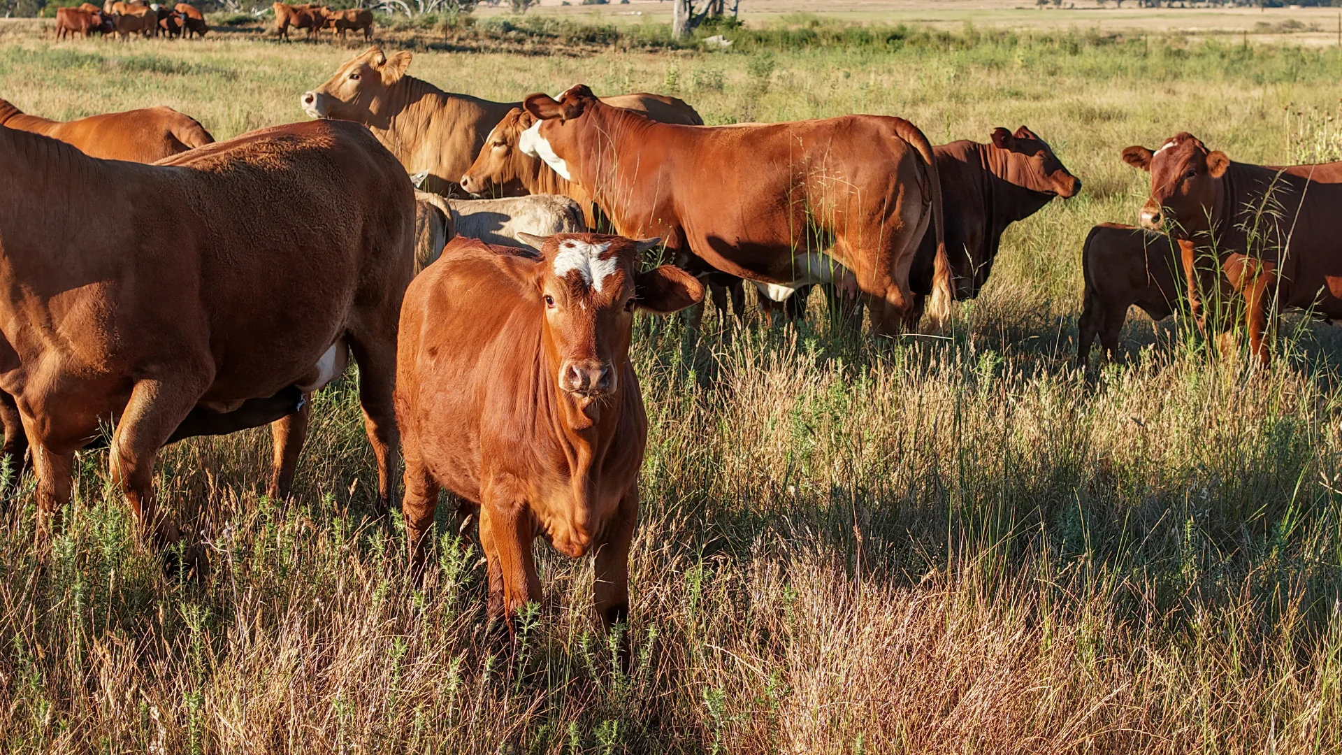 Additional image 26 of The Ranch 27R Plain Creek Road, Wongarbon NSW 2831