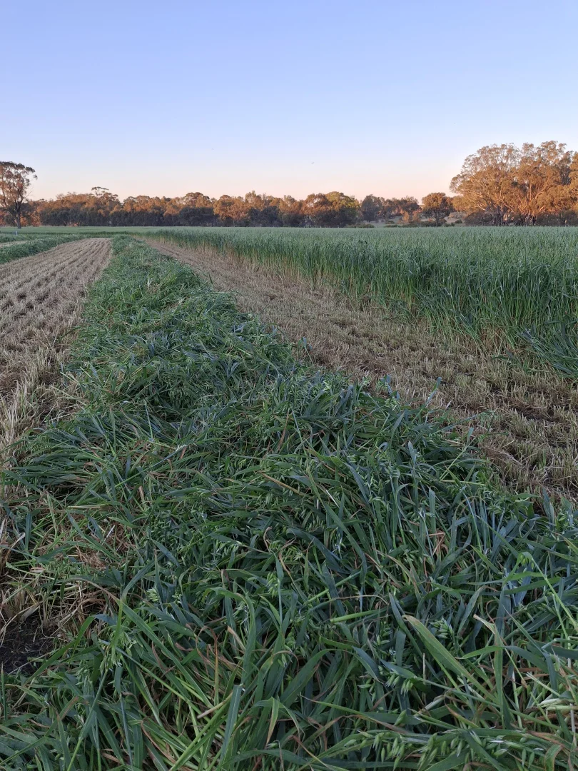 Additional image 15 of 1077 Horsham-Noradjuha Road, Lower Norton VIC 3401