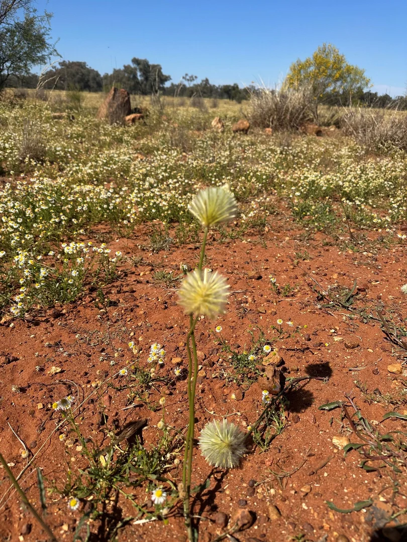 Additional image 18 of 39 Leo Street, Eulo QLD 4491