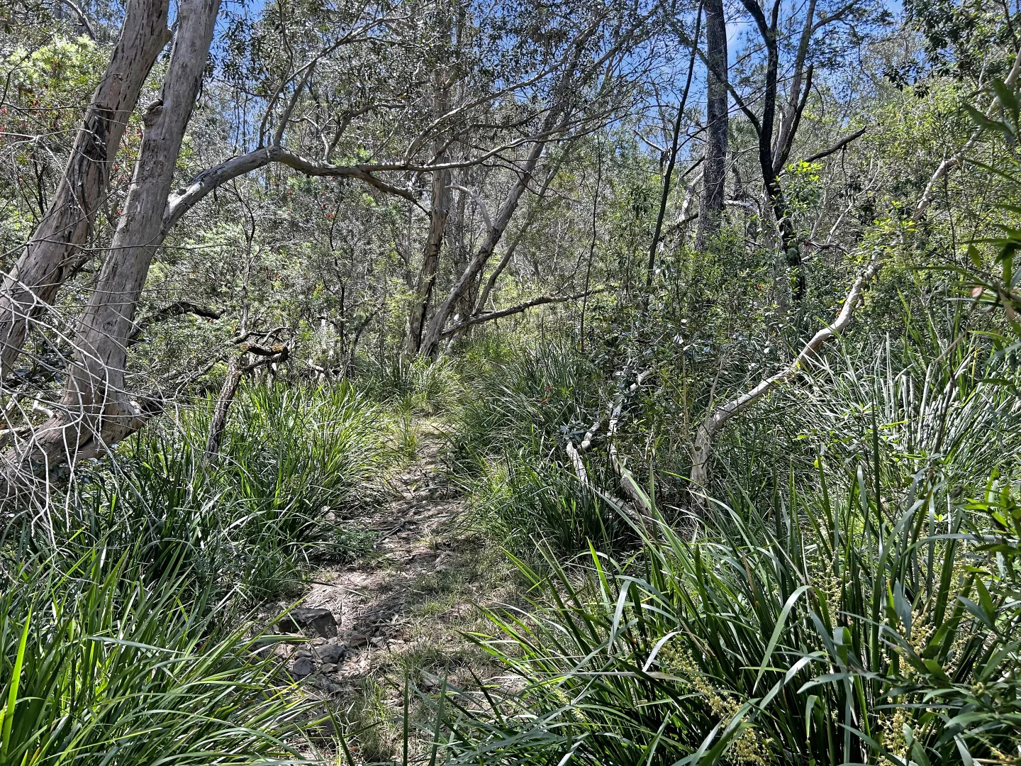 Additional image 31 of 4/62 Leslie Creek Road, Tabulam NSW 2469