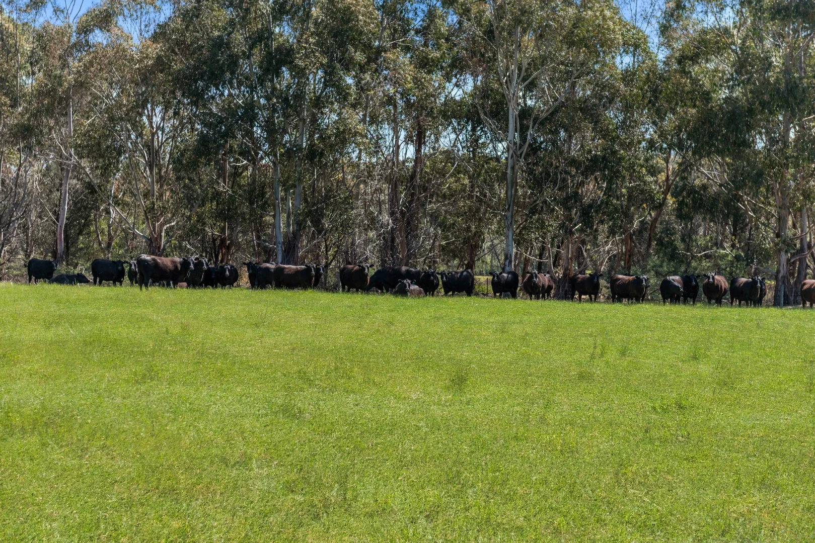 Additional image 3 of Lot 12 Jeffreys Lane, Broadford VIC 3658