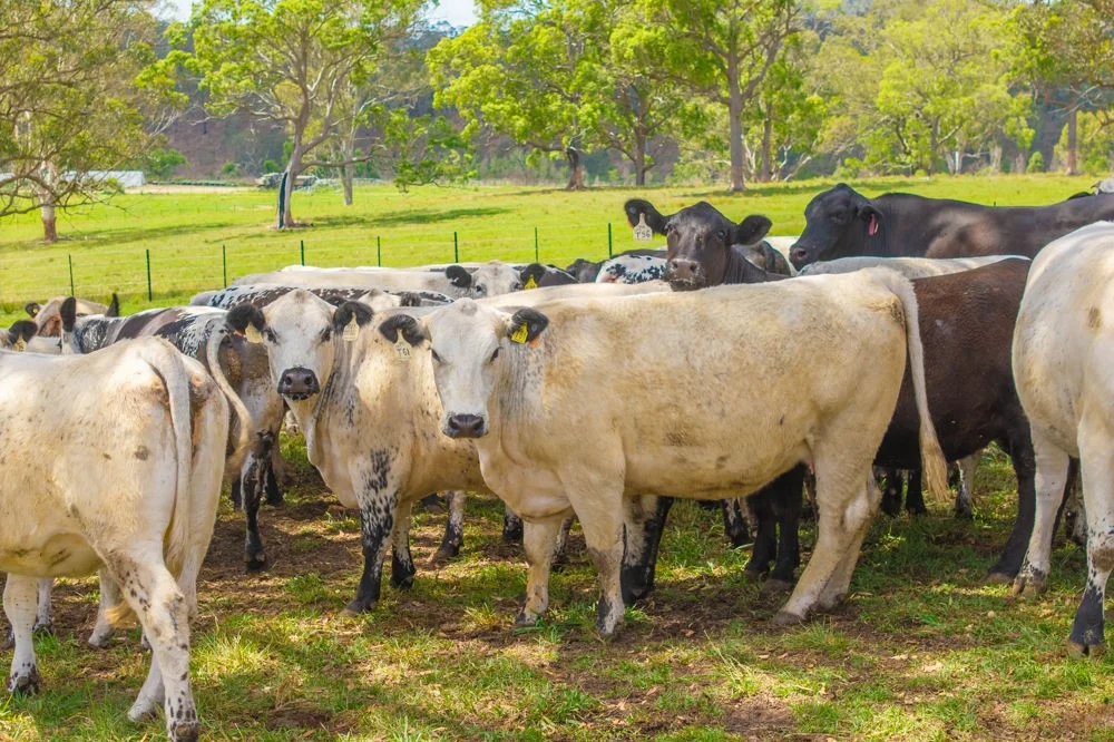 Additional image 24 of 800 Toms Gully Rd, Hickeys Creek NSW 2440