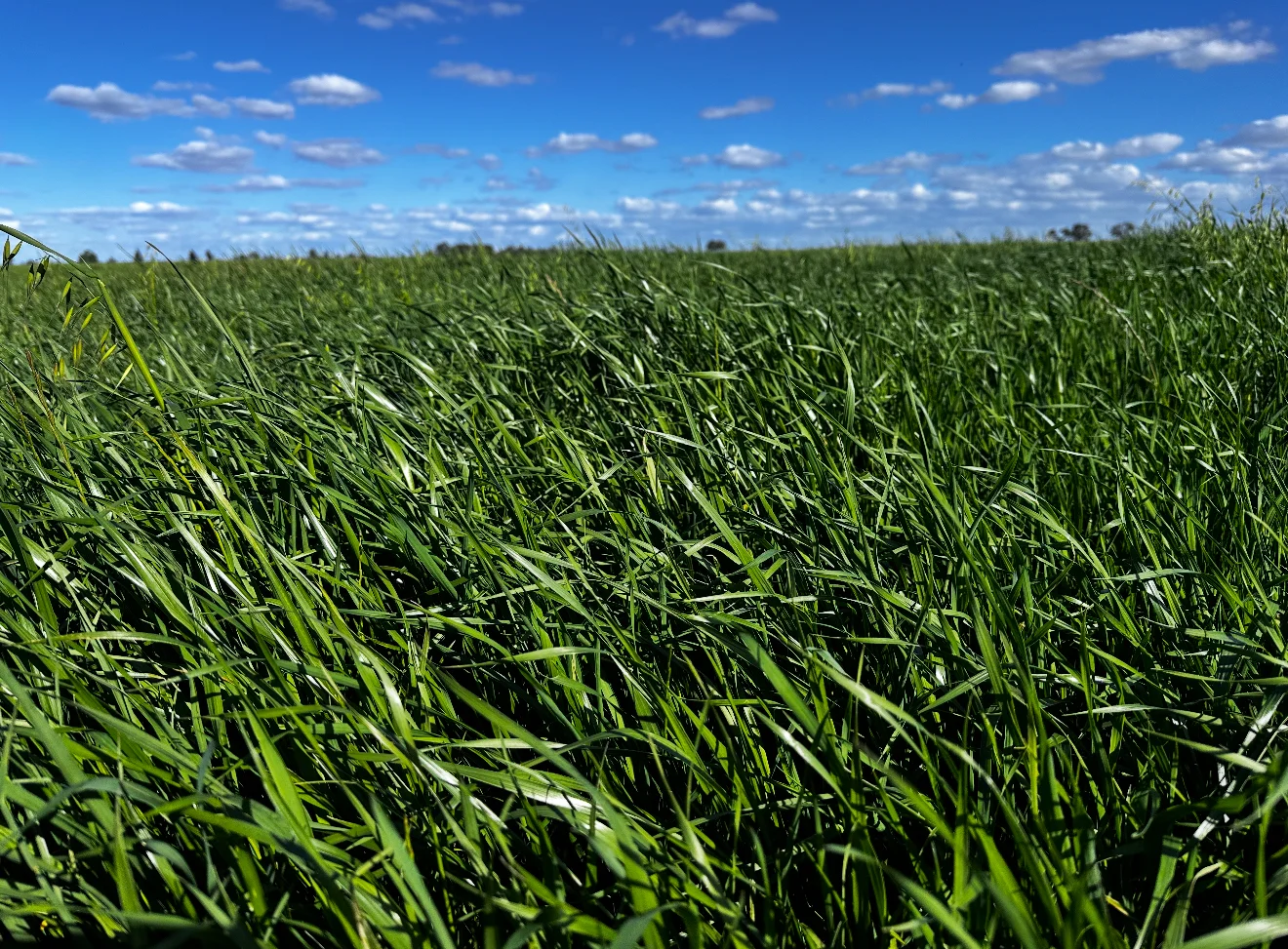 Additional image 10 of 229 Elliots Lane, Forbes NSW 2871