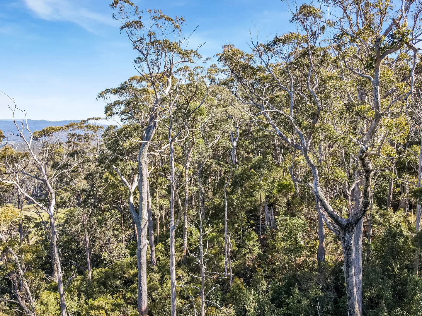 Additional image 2 of Curtis Rd, St Marys TAS 7215