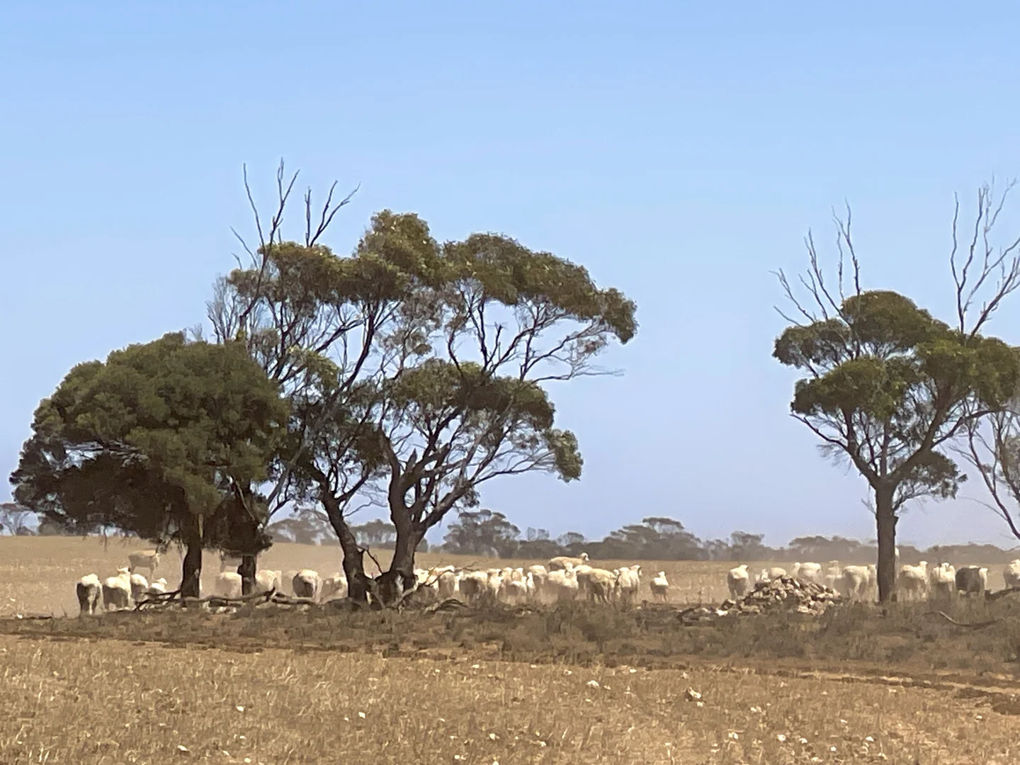 Additional image 27 of 1266 OTC Road, Wandana SA 5690