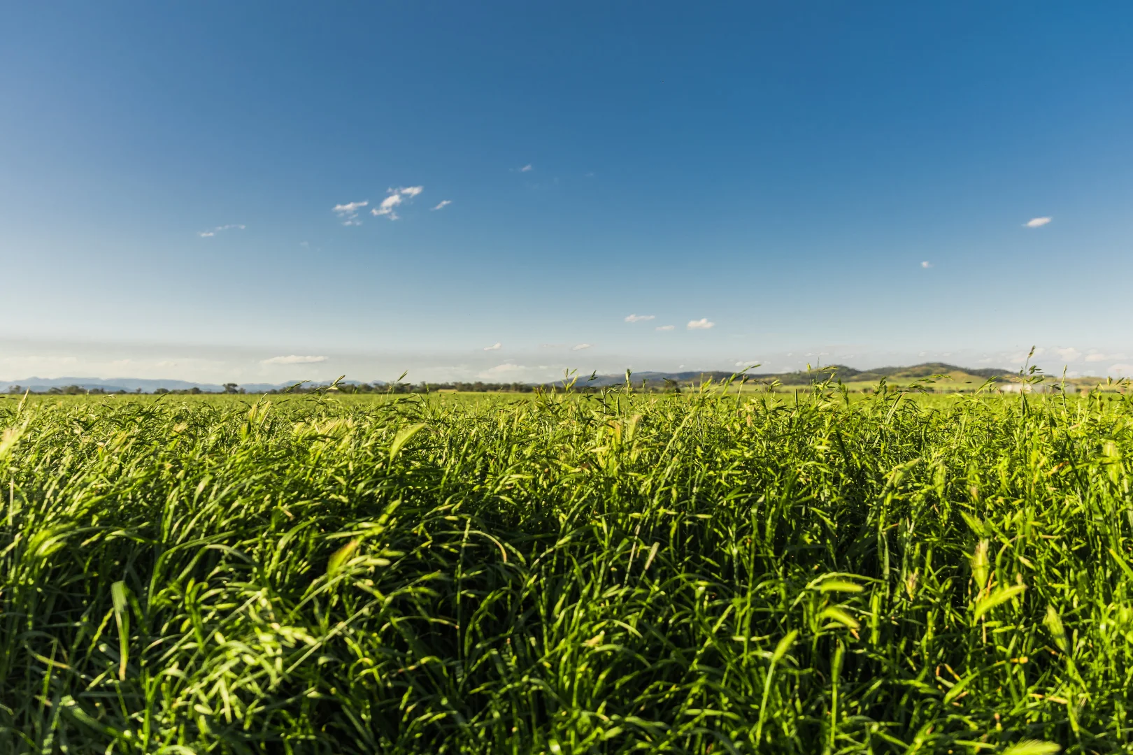 Additional image 43 of "Runnymeade" 80 Blairmore Lane, Aberdeen NSW 2336