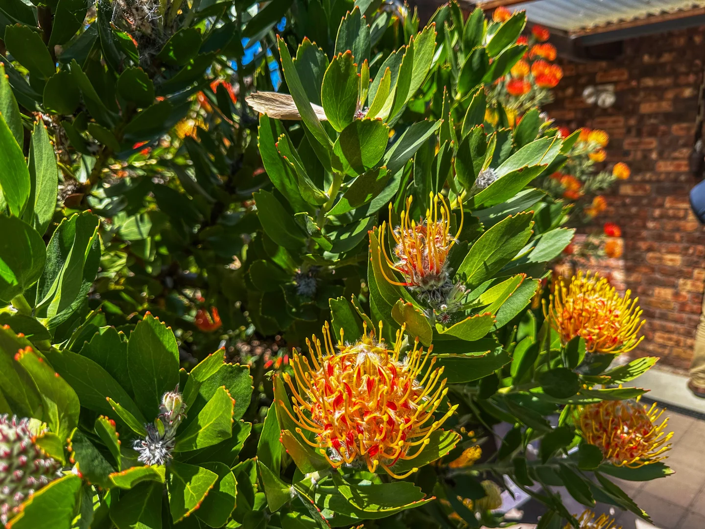 Additional image 40 of 20 Nicks Close, St Helens TAS 7216