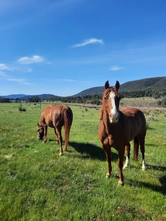 Additional image 8 of "Abercorn", 2154 Kangarooby Road, Gooloogong NSW 2805