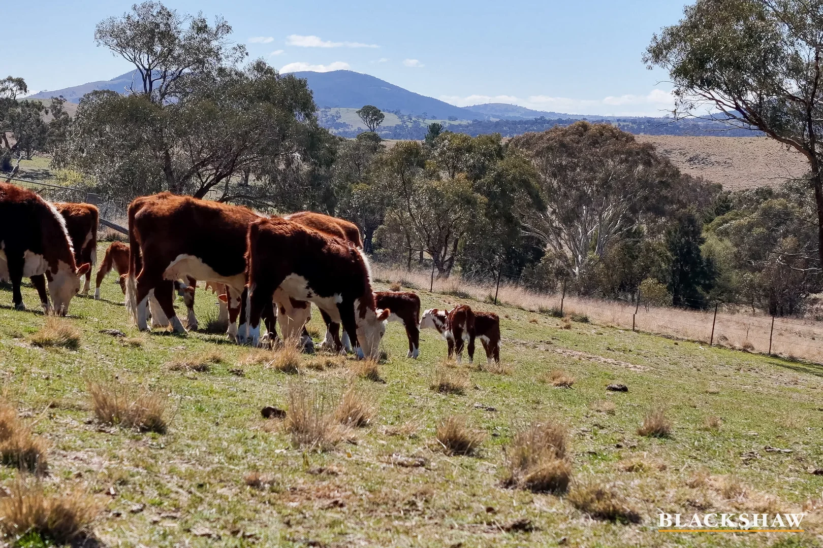 Additional image 19 of 1244 Smiths Road, The Angle NSW 2620