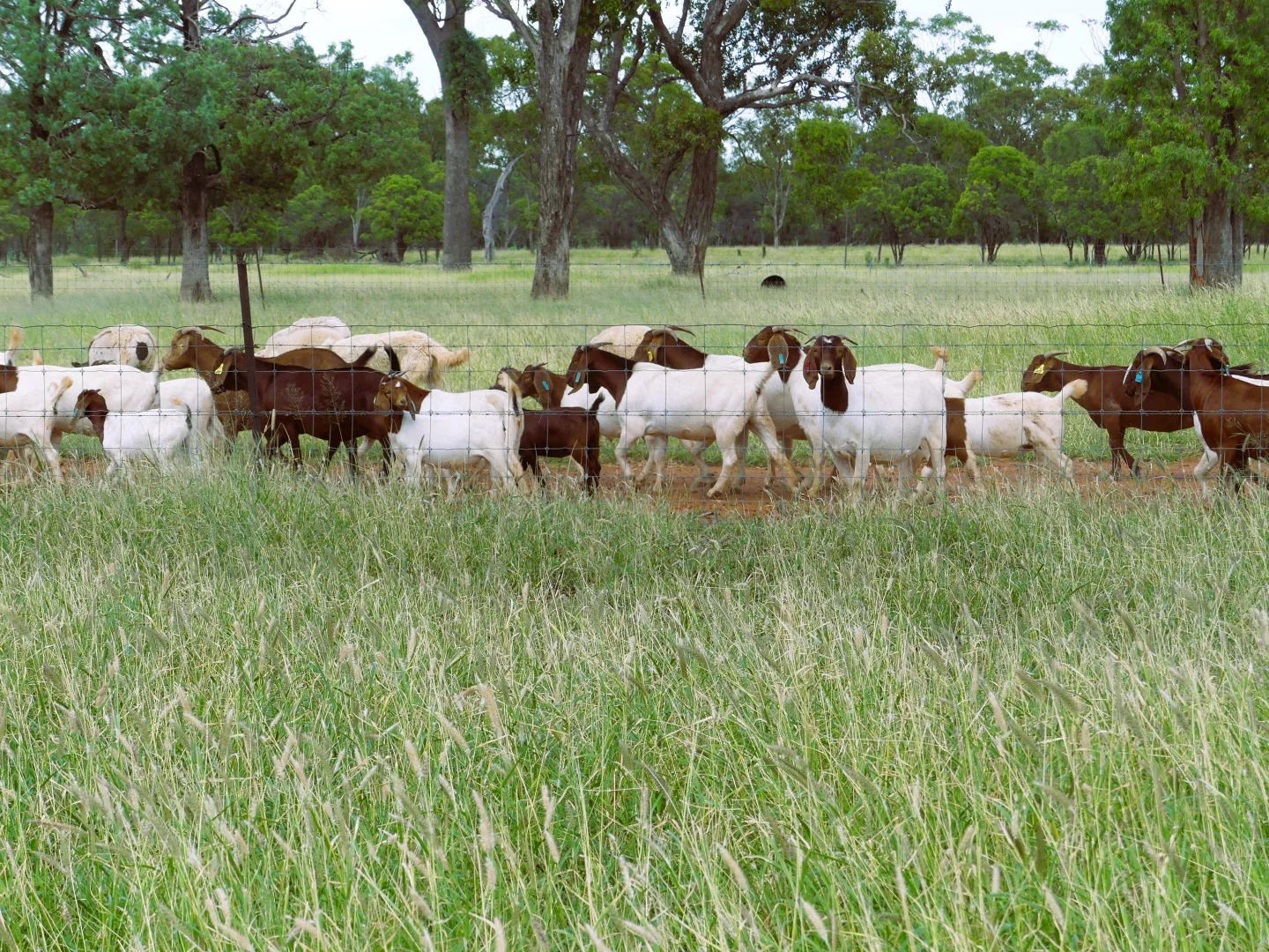 Additional image 8 of 'Gundi' 19181 Carnarvon Highway Highway, Surat QLD 4417