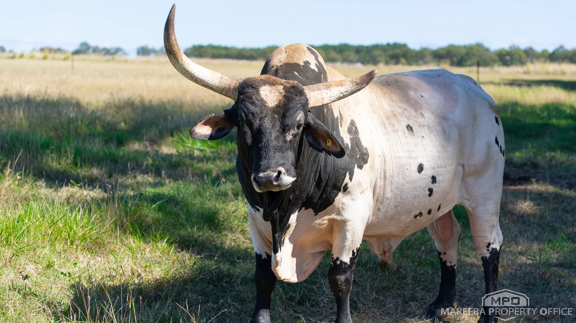 Additional image 35 of 76 Davies Creek Road, Mareeba QLD 4880