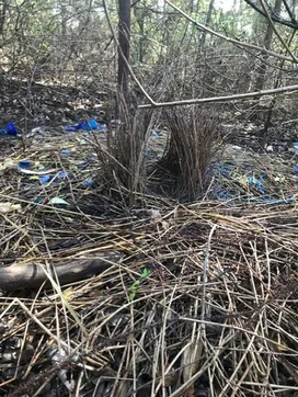 Additional image 4 of Ravensbourne QLD 4352